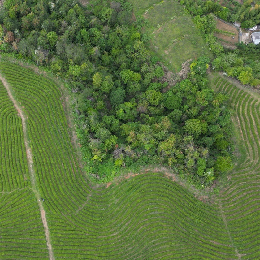 LONG JING 1ST GRADE IMPERIAL - Thé vert de Chine Primeur 2026