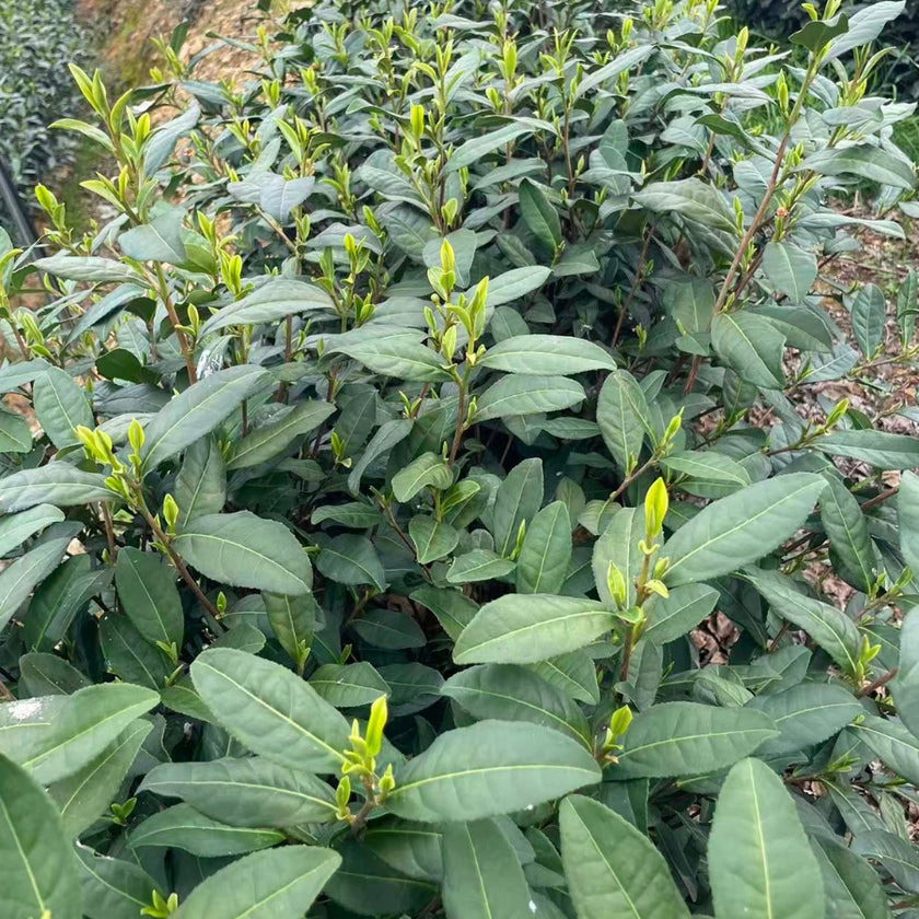 LONG JING 1ST GRADE IMPERIAL - Thé vert de Chine Primeur 2026