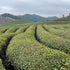 BI LO CHUN - Thé vert de Chine Primeur 2026