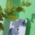 SIDI KAOUKI - Thé vert à la menthe aromatisé fleur d'oranger, rose - Bio